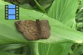 Scene 04_Sooty Wing Skipper on a Leaf